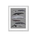 Picture of Shark chart _GroupedProduct_Rectangle_Portrait_Mini_ _GroupedProduct_Rectangle_Portrait_Framed_Matted_