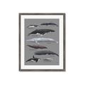 Picture of Shark chart _GroupedProduct_Rectangle_Portrait_Mini_ _GroupedProduct_Rectangle_Portrait_Framed_Matted_
