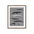Picture of Shark chart _GroupedProduct_Rectangle_Portrait_Mini_ _GroupedProduct_Rectangle_Portrait_Framed_Matted_