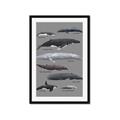 Picture of Shark chart _GroupedProduct_Rectangle_Portrait_Mini_ _GroupedProduct_Rectangle_Portrait_Framed_Matted_