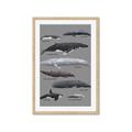 Picture of Shark chart _GroupedProduct_Rectangle_Portrait_Mini_ _GroupedProduct_Rectangle_Portrait_Framed_Matted_