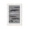 Picture of Shark chart _GroupedProduct_Rectangle_Portrait_Mini_ _GroupedProduct_Rectangle_Portrait_Framed_Matted_