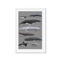 Picture of Shark chart _GroupedProduct_Rectangle_Portrait_Mini_ _GroupedProduct_Rectangle_Portrait_Framed_Matted_