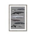 Picture of Shark chart _GroupedProduct_Rectangle_Portrait_Mini_ _GroupedProduct_Rectangle_Portrait_Framed_Matted_