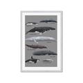 Picture of Shark chart _GroupedProduct_Rectangle_Portrait_Mini_ _GroupedProduct_Rectangle_Portrait_Framed_Matted_