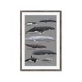 Picture of Shark chart _GroupedProduct_Rectangle_Portrait_Mini_ _GroupedProduct_Rectangle_Portrait_Framed_Matted_