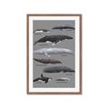 Picture of Shark chart _GroupedProduct_Rectangle_Portrait_Mini_ _GroupedProduct_Rectangle_Portrait_Framed_Matted_