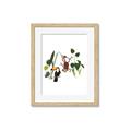 Picture of Hanging in the rainforest I _GroupedProduct_Rectangle_Portrait_Mini_ _GroupedProduct_Rectangle_Portrait_Framed_Matted_
