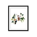 Picture of Hanging in the rainforest I _GroupedProduct_Rectangle_Portrait_Mini_ _GroupedProduct_Rectangle_Portrait_Framed_Matted_