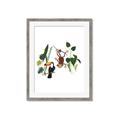 Picture of Hanging in the rainforest I _GroupedProduct_Rectangle_Portrait_Mini_ _GroupedProduct_Rectangle_Portrait_Framed_Matted_