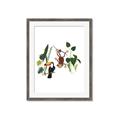 Picture of Hanging in the rainforest I _GroupedProduct_Rectangle_Portrait_Mini_ _GroupedProduct_Rectangle_Portrait_Framed_Matted_