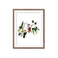 Picture of Hanging in the rainforest I _GroupedProduct_Rectangle_Portrait_Mini_ _GroupedProduct_Rectangle_Portrait_Framed_Matted_