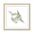 Picture of Hammerhead  _GroupedProduct_Square_Mini_ _GroupedProduct_Square_Framed_Matted_