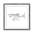 Picture of Great White _GroupedProduct_Square_Mini_ _GroupedProduct_Square_Framed_Matted_
