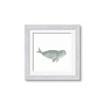 Picture of Spotted Seal _GroupedProduct_Square_Mini_ _GroupedProduct_Square_Framed_Matted_