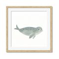 Picture of Spotted Seal _GroupedProduct_Square_Mini_ _GroupedProduct_Square_Framed_Matted_