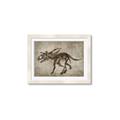 Picture of Dino Skeleton III _GroupedProduct_Rectangle_Landscape_Mini_ _GroupedProduct_Rectangle_Landscape_Framed_Matted_
