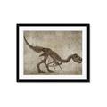 Picture of Dino Skeleton IV _GroupedProduct_Rectangle_Landscape_Mini_ _GroupedProduct_Rectangle_Landscape_Framed_Matted_