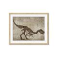 Picture of Dino Skeleton IV _GroupedProduct_Rectangle_Landscape_Mini_ _GroupedProduct_Rectangle_Landscape_Framed_Matted_
