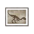 Picture of Dino Skeleton IV _GroupedProduct_Rectangle_Landscape_Mini_ _GroupedProduct_Rectangle_Landscape_Framed_Matted_