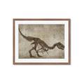 Picture of Dino Skeleton IV _GroupedProduct_Rectangle_Landscape_Mini_ _GroupedProduct_Rectangle_Landscape_Framed_Matted_