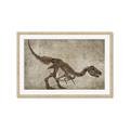 Picture of Dino Skeleton IV _GroupedProduct_Rectangle_Landscape_Mini_ _GroupedProduct_Rectangle_Landscape_Framed_Matted_