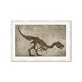 Picture of Dino Skeleton IV _GroupedProduct_Rectangle_Landscape_Mini_ _GroupedProduct_Rectangle_Landscape_Framed_Matted_