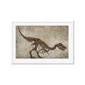 Picture of Dino Skeleton IV _GroupedProduct_Rectangle_Landscape_Mini_ _GroupedProduct_Rectangle_Landscape_Framed_Matted_
