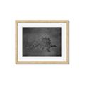 Picture of Geo Dino I Black  _GroupedProduct_Rectangle_Landscape_Mini_ _GroupedProduct_Rectangle_Landscape_Framed_Matted_