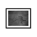 Picture of Geo Dino I Black  _GroupedProduct_Rectangle_Landscape_Mini_ _GroupedProduct_Rectangle_Landscape_Framed_Matted_