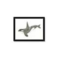 Picture of Orca Whale _GroupedProduct_Rectangle_Landscape_Mini_ _GroupedProduct_Rectangle_Landscape_Framed_Matted_