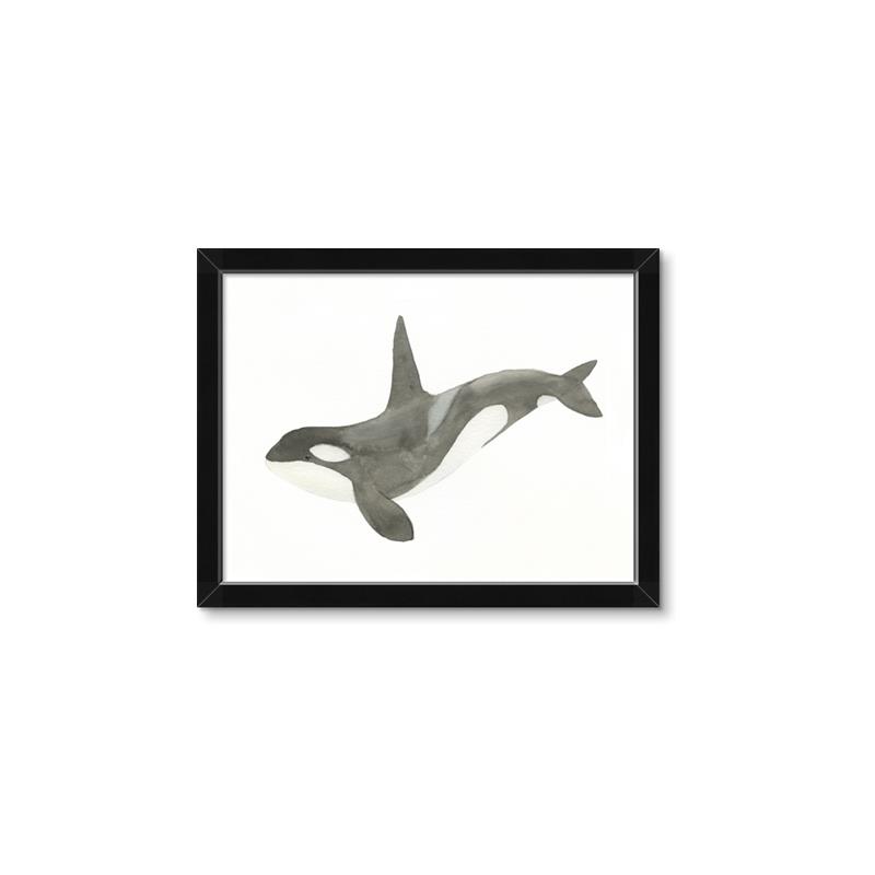 Picture of Orca Whale _GroupedProduct_Rectangle_Landscape_Mini_ _GroupedProduct_Rectangle_Landscape_Framed_Matted_