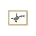 Picture of Orca Whale _GroupedProduct_Rectangle_Landscape_Mini_ _GroupedProduct_Rectangle_Landscape_Framed_Matted_