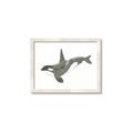 Picture of Orca Whale _GroupedProduct_Rectangle_Landscape_Mini_ _GroupedProduct_Rectangle_Landscape_Framed_Matted_