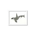 Picture of Orca Whale _GroupedProduct_Rectangle_Landscape_Mini_ _GroupedProduct_Rectangle_Landscape_Framed_Matted_