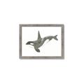 Picture of Orca Whale _GroupedProduct_Rectangle_Landscape_Mini_ _GroupedProduct_Rectangle_Landscape_Framed_Matted_