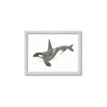 Picture of Orca Whale _GroupedProduct_Rectangle_Landscape_Mini_ _GroupedProduct_Rectangle_Landscape_Framed_Matted_
