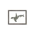 Picture of Orca Whale _GroupedProduct_Rectangle_Landscape_Mini_ _GroupedProduct_Rectangle_Landscape_Framed_Matted_