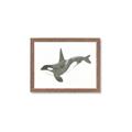 Picture of Orca Whale _GroupedProduct_Rectangle_Landscape_Mini_ _GroupedProduct_Rectangle_Landscape_Framed_Matted_