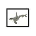 Picture of Orca Whale _GroupedProduct_Rectangle_Landscape_Mini_ _GroupedProduct_Rectangle_Landscape_Framed_Matted_