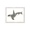 Picture of Orca Whale _GroupedProduct_Rectangle_Landscape_Mini_ _GroupedProduct_Rectangle_Landscape_Framed_Matted_