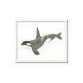 Picture of Orca Whale _GroupedProduct_Rectangle_Landscape_Mini_ _GroupedProduct_Rectangle_Landscape_Framed_Matted_