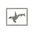 Picture of Orca Whale _GroupedProduct_Rectangle_Landscape_Mini_ _GroupedProduct_Rectangle_Landscape_Framed_Matted_