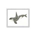 Picture of Orca Whale _GroupedProduct_Rectangle_Landscape_Mini_ _GroupedProduct_Rectangle_Landscape_Framed_Matted_
