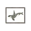Picture of Orca Whale _GroupedProduct_Rectangle_Landscape_Mini_ _GroupedProduct_Rectangle_Landscape_Framed_Matted_