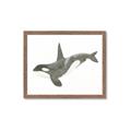 Picture of Orca Whale _GroupedProduct_Rectangle_Landscape_Mini_ _GroupedProduct_Rectangle_Landscape_Framed_Matted_
