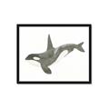 Picture of Orca Whale _GroupedProduct_Rectangle_Landscape_Mini_ _GroupedProduct_Rectangle_Landscape_Framed_Matted_