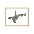 Picture of Orca Whale _GroupedProduct_Rectangle_Landscape_Mini_ _GroupedProduct_Rectangle_Landscape_Framed_Matted_