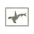 Picture of Orca Whale _GroupedProduct_Rectangle_Landscape_Mini_ _GroupedProduct_Rectangle_Landscape_Framed_Matted_