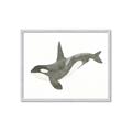 Picture of Orca Whale _GroupedProduct_Rectangle_Landscape_Mini_ _GroupedProduct_Rectangle_Landscape_Framed_Matted_